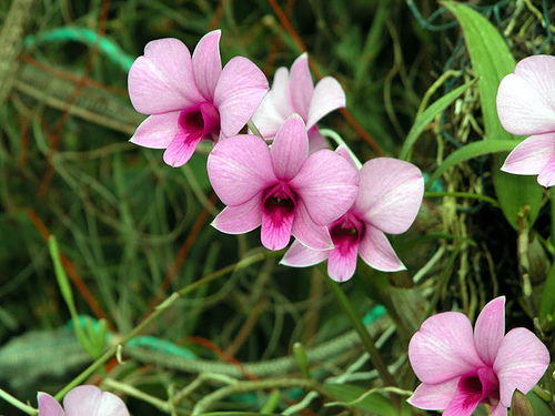 Cooktown Orchid iNbN^EEI[Lbhj